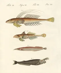 Peixe com uma forma estranha (gravura colorida)
