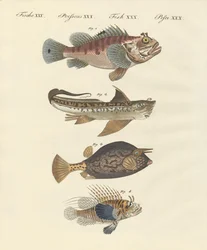 Peixe com uma forma estranha