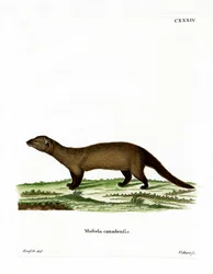 Fisher (gravação a cores)