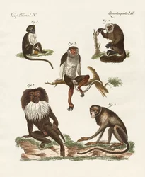 Cinco tipos de macacos