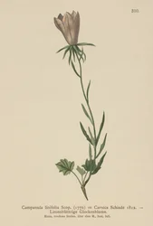 Bellflower com folhas de linho (Campanula linifolia, Campanula Carnica)