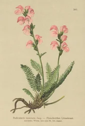Lousewort cor-de-rosa de carne (Pedicularis incarnata)