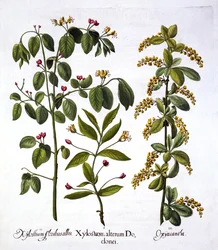 Fly Honeysuckle e Hawthorn, de Hortus Eystettensis, por Basil Besler (1561-1629), pub. 1613 (gravura colorida à mão)