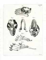 Flying Lemur Skull (gravura colorida)