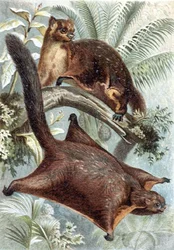 Esquilo Voador, prato de "Brehms Tierleben": Allgemeine Kunde des Tierreichs", vol.2, p.421, publicado pelo Bibliographisches Institut
