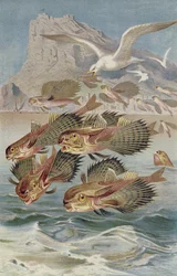 Bacamarte-voador, prato da Vida Animal de Brehm: Conhecimentos Gerais do Reino Animal, vol.8, p.134, publicado pelo Instituto Bibliográfico, 1892