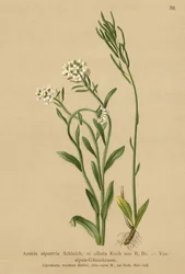 Sopé dos Alpes Agrião-das-paredes (Arabis alpestris, Arabis ciliata)