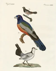 Aves estrangeiras (gravura colorida)