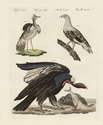 Aves estrangeiras (gravura colorida)