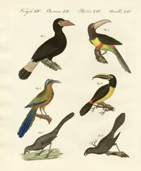 Aves estrangeiras