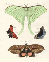 Borboletas estrangeiras (gravura colorida)