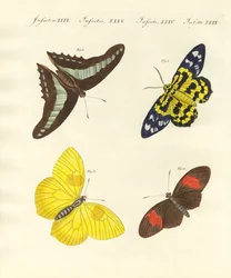 Borboletas estrangeiras (gravura colorida)