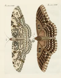 Borboletas estrangeiras (gravura colorida)