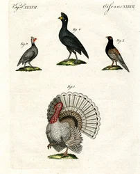 Aves domésticas estrangeiras