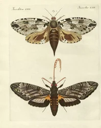 Traças estrangeiras (gravura colorida)