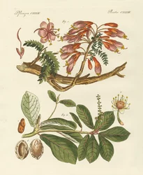 Plantas estrangeiras (gravura colorida)