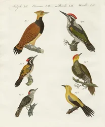 Wookpeckers estrangeiros