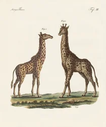 Animais de quatro patas