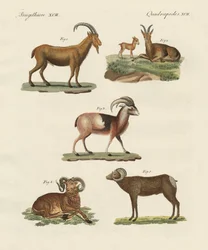Animais de quatro pés (gravura colorida)