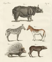 Animais de quatro pés (gravura colorida)