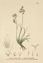 Quatro folhas festuca (Festuca pumila, Festuca quadriflora)