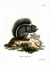 Fox Squirrel (gravação a cores)