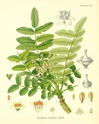 Incenso, ilustração da Koehlers Medicinal Plants, publicado em 1887