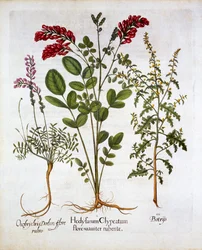 Madressilva Francesa, Sainfoin Comum e Pena GerânioJerusalem Oak, de Hortus Eystettensis, de Basil Besler (1561-1629), pub. 1613 (gravura colorida à mão)