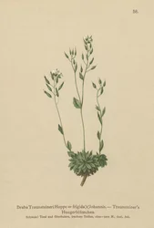 Whitlow-grass Frigid (Draba Traunsteineri, Draba frigida)