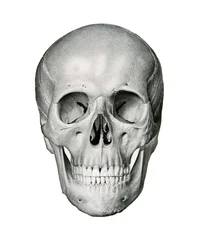 Vista frontal de um crânio humano