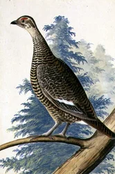 Game Bird, c.1740 (aquarela sobre papel)
