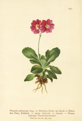 Auricula de Jardim (Primula pubescens, Primula Rhaetica, Primula Helvetica)