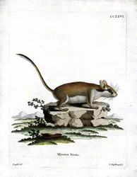 Garden Dormouse (gravura colorida)