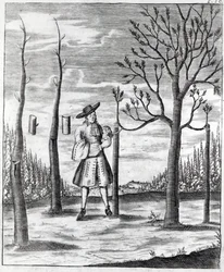 Gardening and Plant Maladies, uma ilustração de "Neue Garten-lust", de Heinrich Hesse, 1696