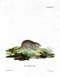 Rato de alho (gravação a cores)