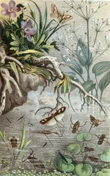 Bichos de Água Alemães e Water Striders, placa da "Brehms Tierleben": Allgemeine Kunde des Tierreichs", vol.9, p.33, publicado bz Bibliographisches Institut