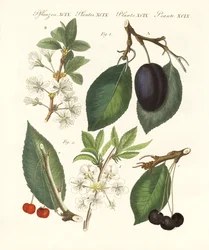 Tipo alemão de frutas