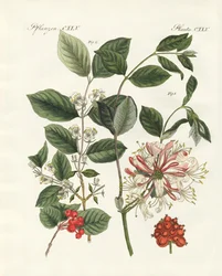 Tipos de madeiras alemãs (gravura colorida)