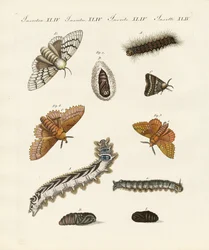 Traças alemãs (gravura colorida)