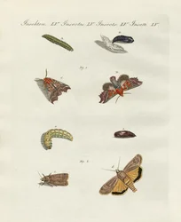 Traças alemãs (gravura colorida)