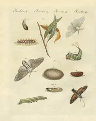 Borboletas nocturnas alemãs (gravura colorida)