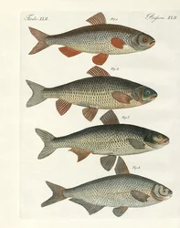 Peixe do rio alemão