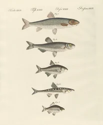 Peixe do rio alemão