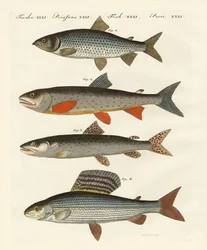 Peixe do rio alemão