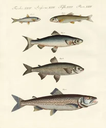 Peixe do rio alemão