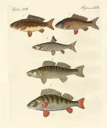 Peixe de mar alemão