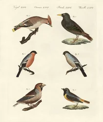 Aves canoras alemãs