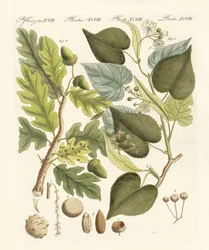 Woodtrees alemães
