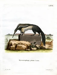 Tamanduá Gigante (gravura colorida)