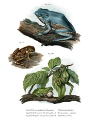 Rã Folha Gigante (cor litho)